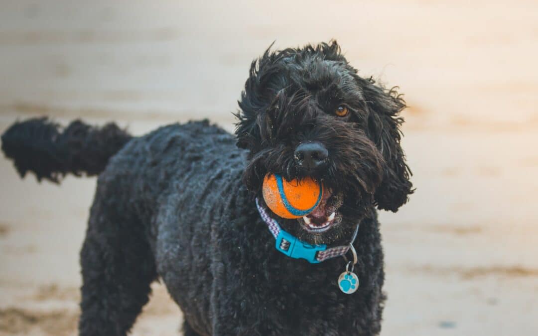 When it comes to selecting the best diet for their dog's teeth, people have a lot of questions. We compare kibble to fresh food diets for dogs.