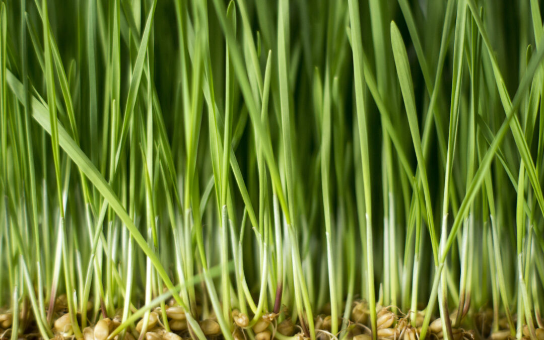 Is Wheatgrass Good for Cats?