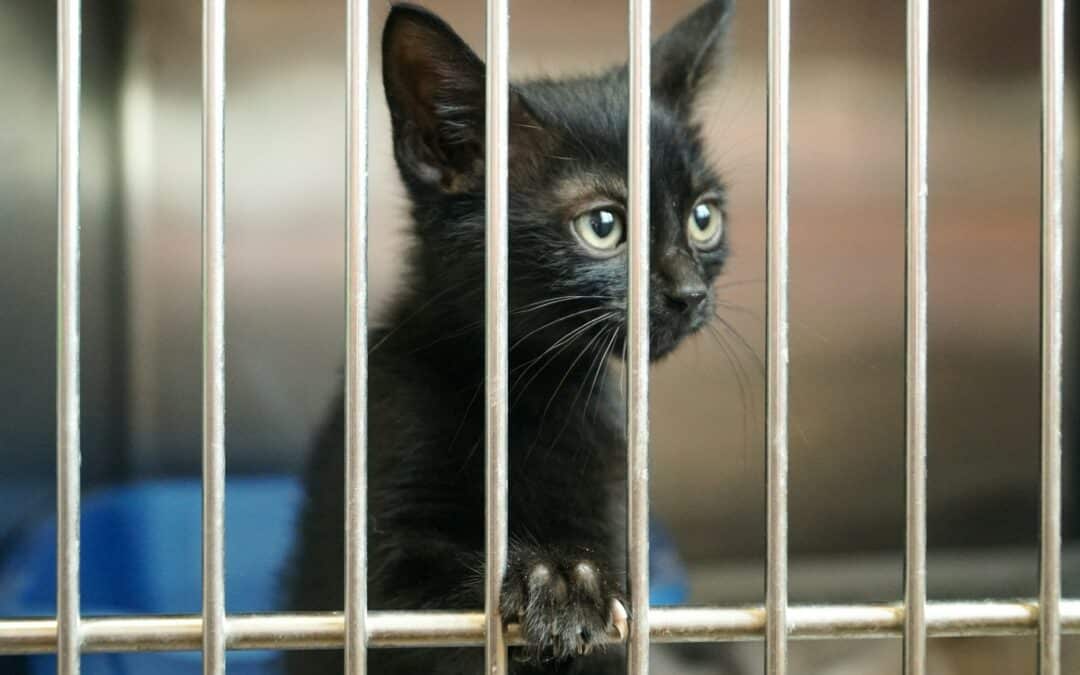 Five Tips for National Adopt a Shelter Pet Day