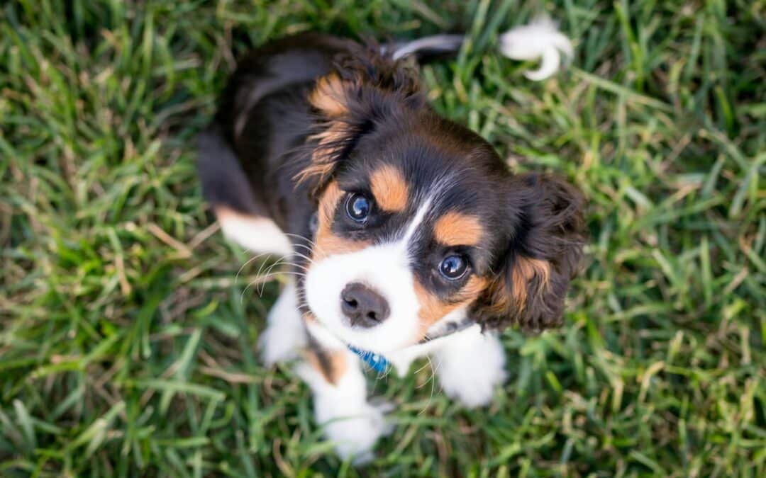 How to Train a Puppy: Potty Training, Leash Training, and More