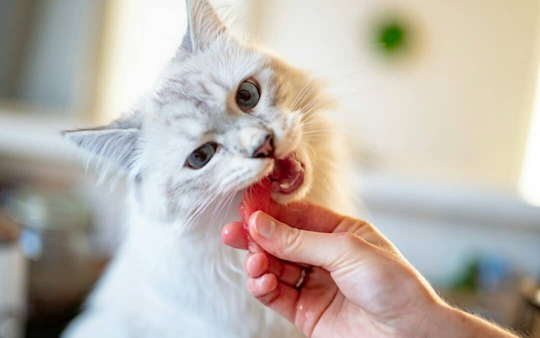 My cat eats all her food at once best sale