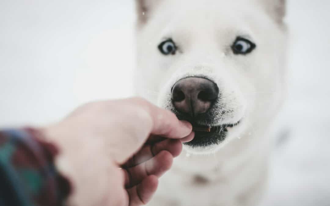 Do Pet Dental Treats Really Work?