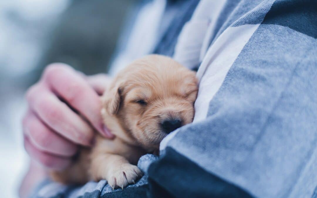 What Happens at a Puppy’s First Checkup?