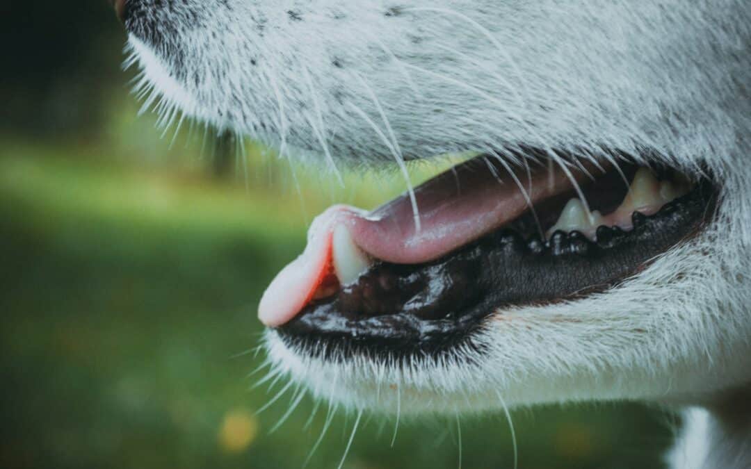 Toothbrushing is the best way to prevent dental problems in dogs. But how do you get your dog to let you brush their teeth? Try these training tips.