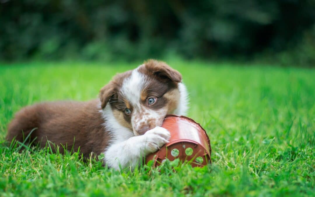 How to Stop Destructive Chewing