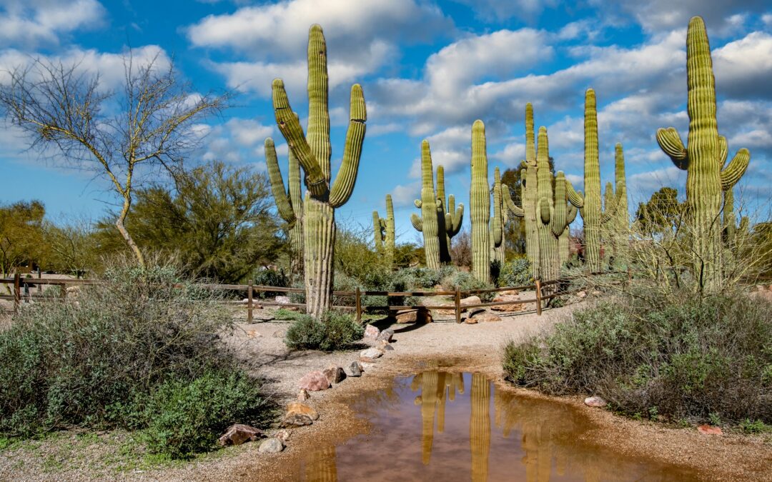 The Best Places to Walk Your Dog in Gilbert, Arizona