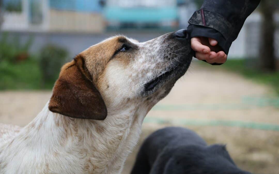 What to Do If You Find a Lost Dog in Gilbert