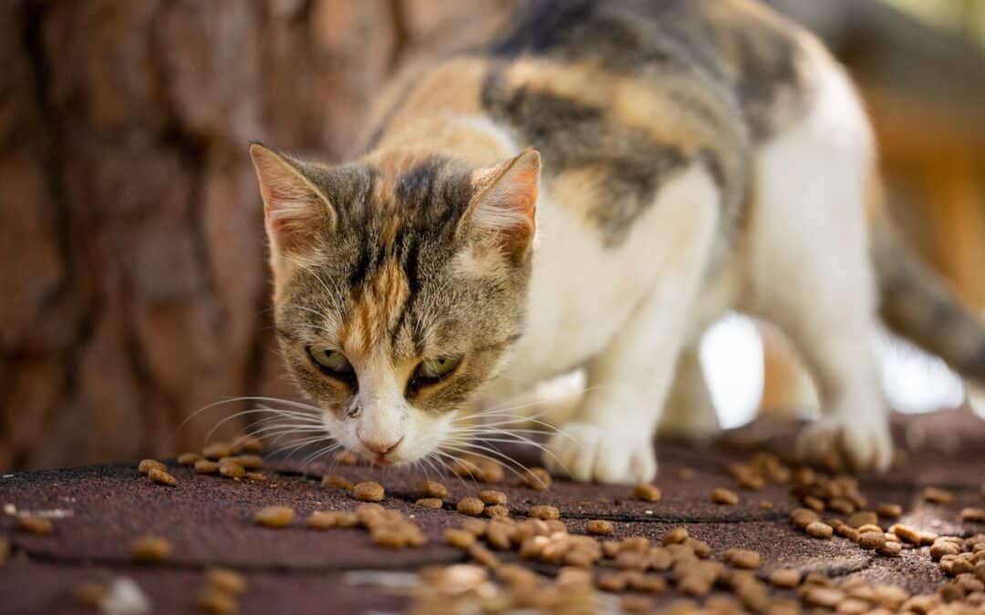 Cats and Carbs: What You Need to Know