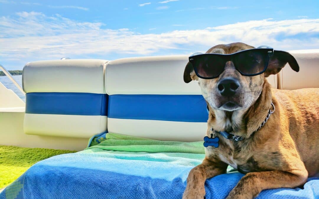 how to keep dogs cool in Arizona, summer pet safety tips, dog heat safety tips, Arizona dog summer care