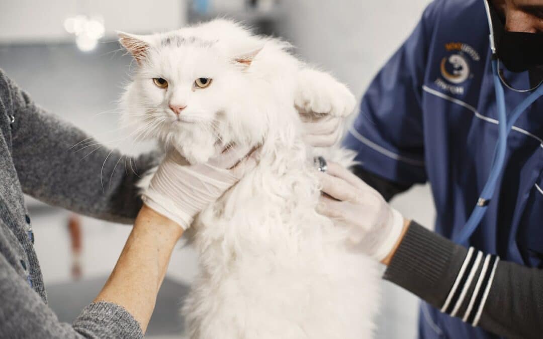 What to Expect at Your Pet’s First Visit with Us