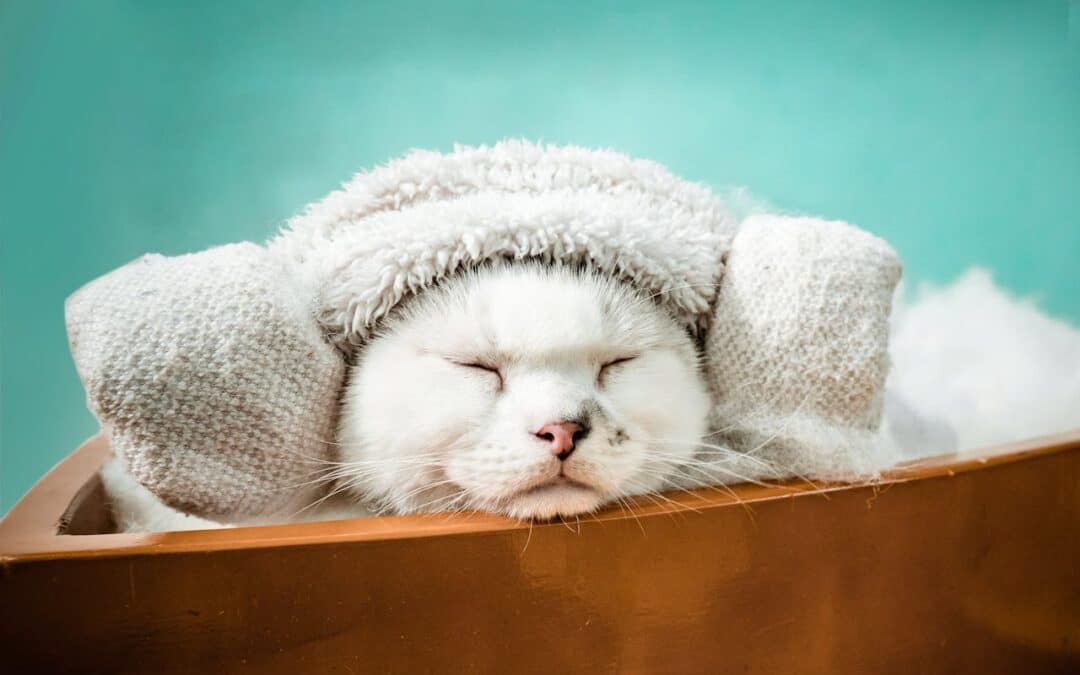 White cat relaxing in a wooden pet bath with a spa towel on its head