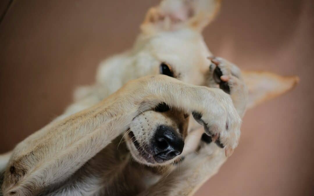 How to Socialize a Shy Dog