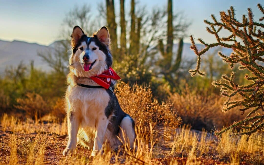 Tips for Protecting Your Dog on Arizona Hiking Trails