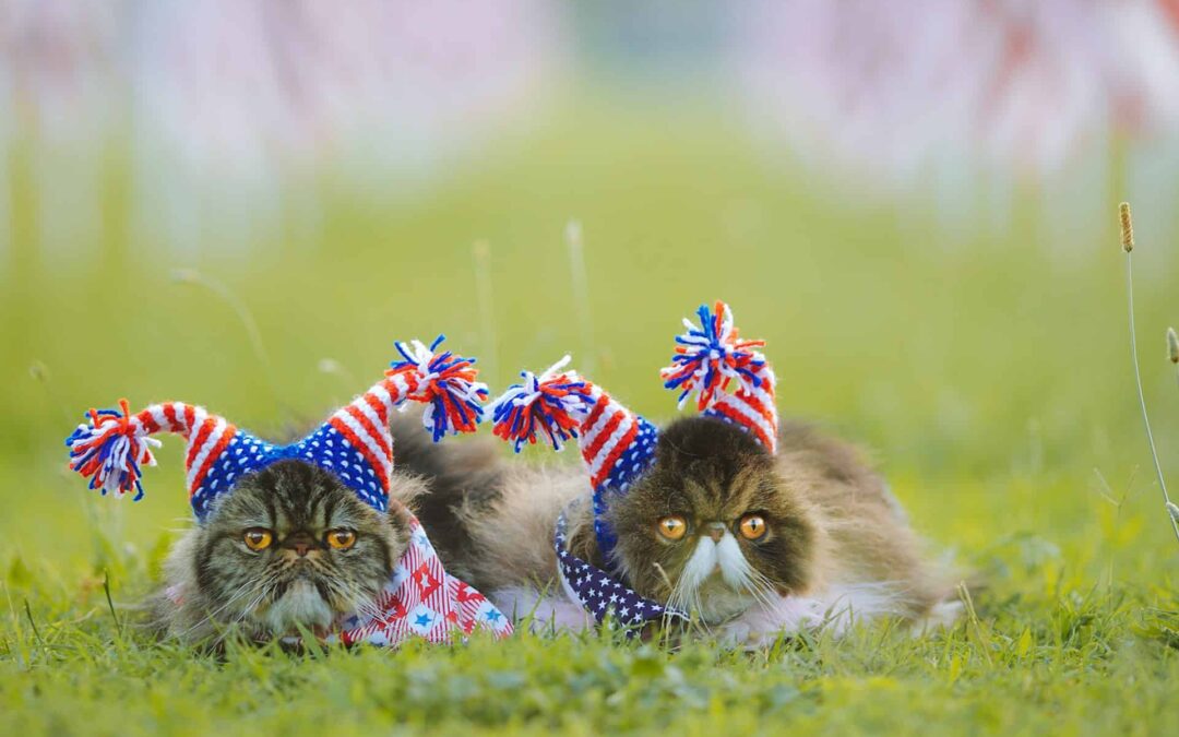 How to Calm Your Pet During Fireworks and Arizona Summer Storms