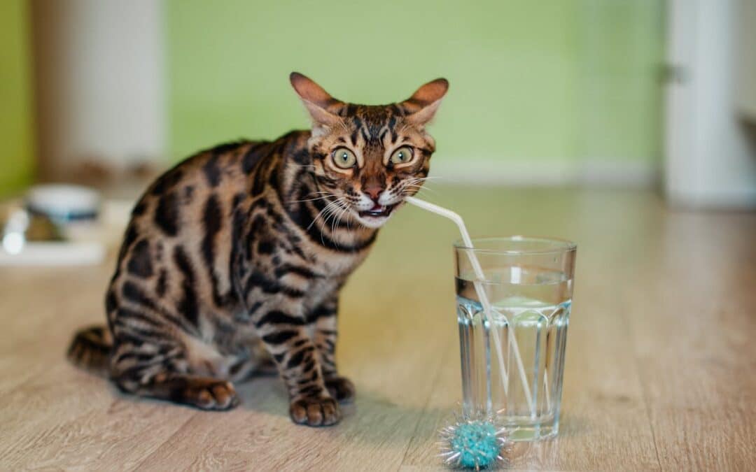 Small brown and black cat chewing on a straw in a glass of water