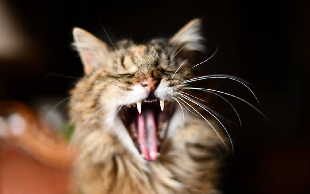 Dental Health for Dogs and Cats: Why It Matters