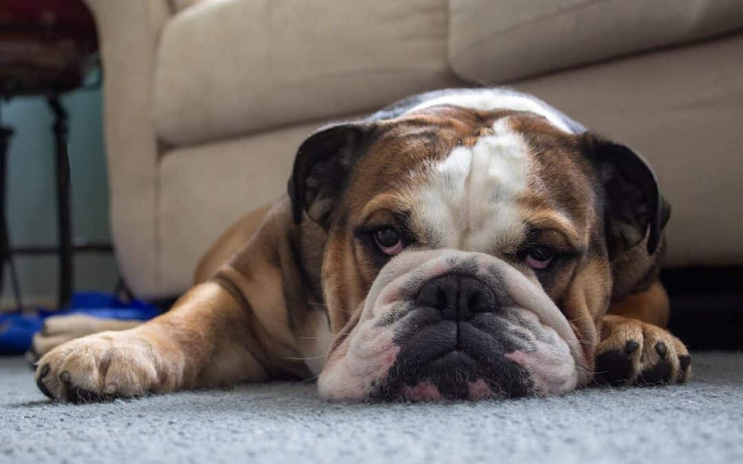 Signs Your Pet May Be in Pain or Discomfort