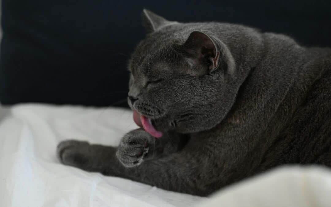 Allergies in Pets: Seasonal Triggers in Arizona