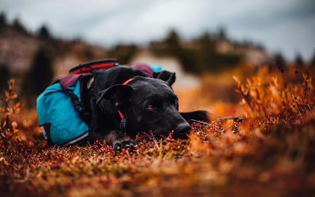 How to Assemble a Pet First Aid Kit at Home