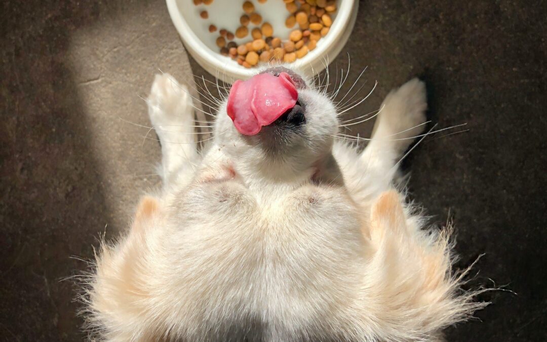 Tips for Switching Your Pet to a Healthier Food