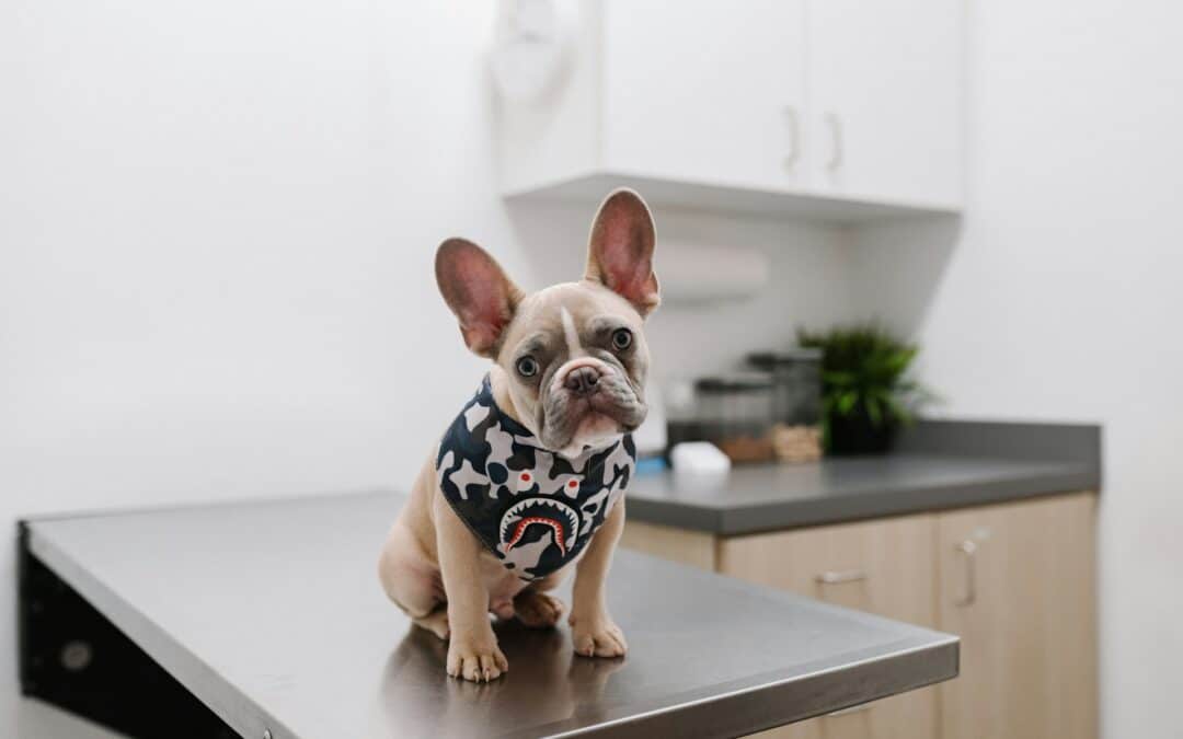 The Importance of Regular Vet Visits: How Routine Exams Can Extend Your Pet’s Life