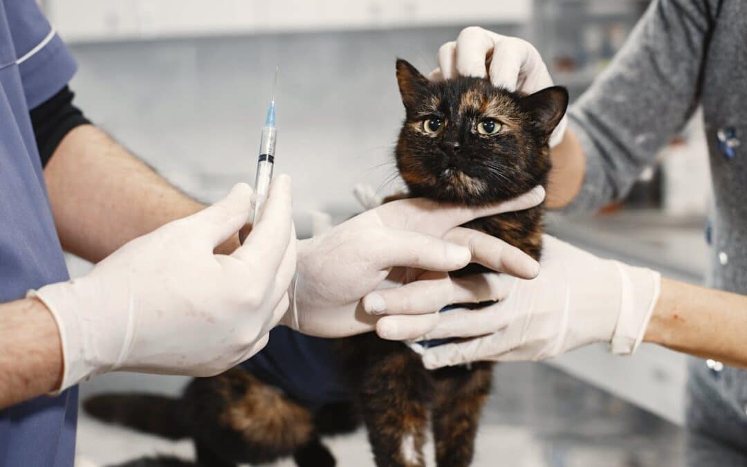 Understanding Your Pet’s Vaccination Schedule