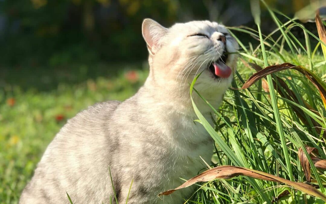 Why Do Cats Eat Grass?