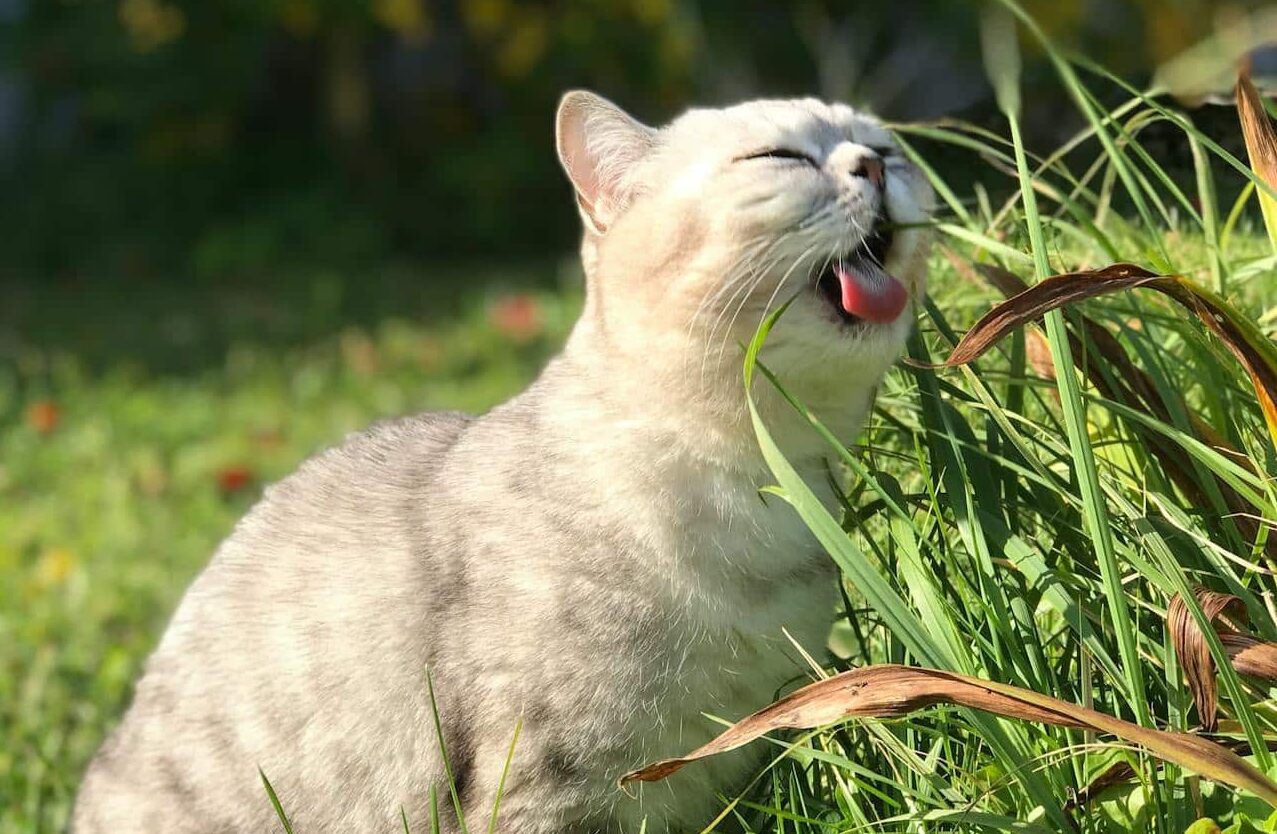 Why Do Cats Eat Grass?
