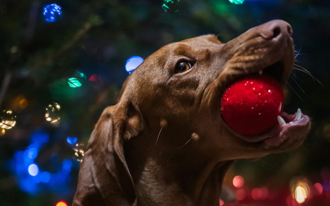Holiday Hazards: How to Keep Your Pets Safe