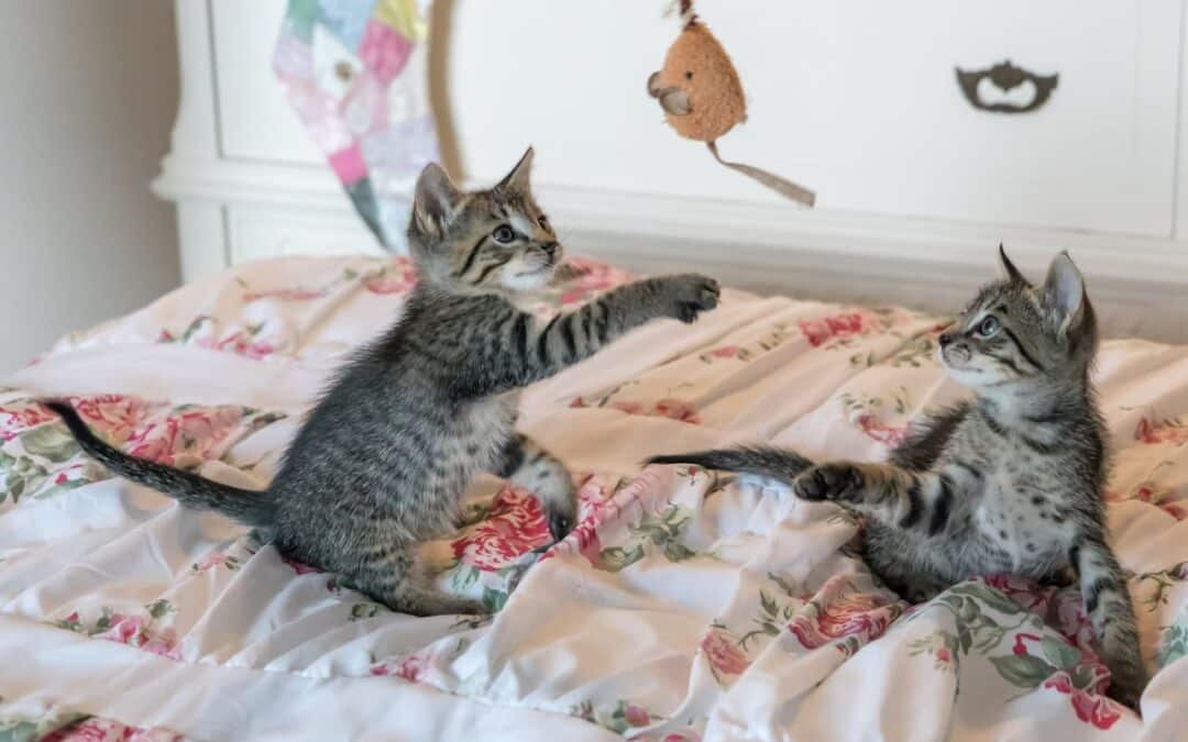 How to Help Your Pet Live Longer