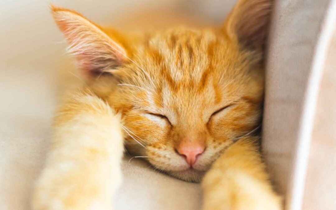 Anasazi Animal Clinic in Gilbert Is a Fear-Free Certified Vet