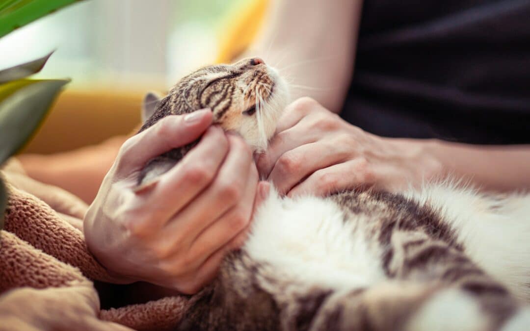 Healthy Habits for Healthy Pets