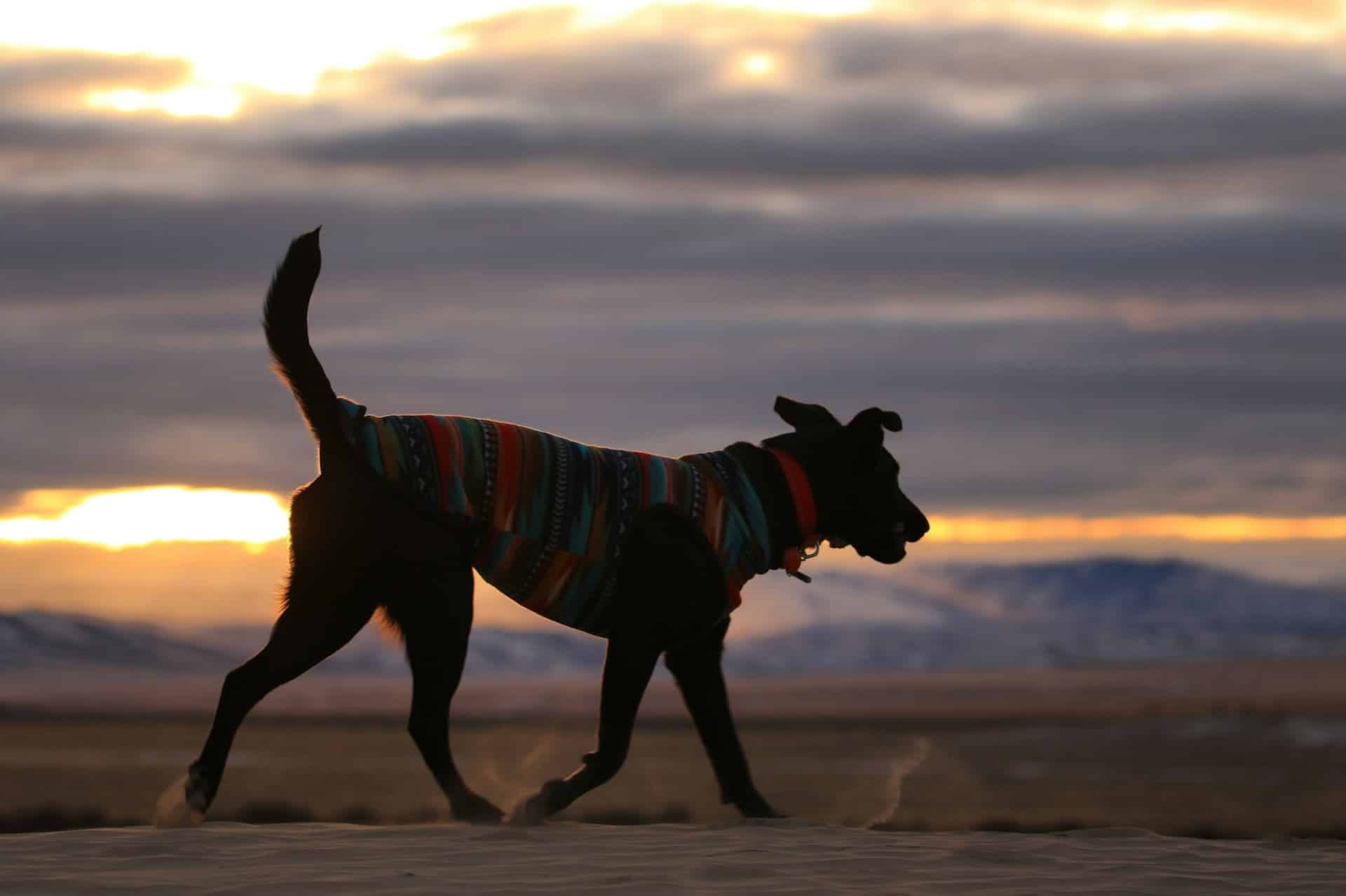 How Arizona Winters Affect Your Dog's Coat and Paws