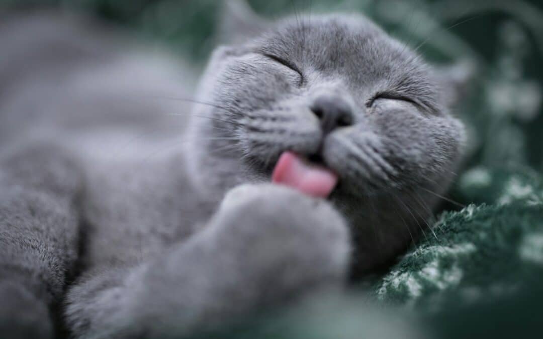 Spring shedding is natural, but it’s not always a comfortable process. Here’s how to cope with all those dust bunnies and make things a little easier on your pet.