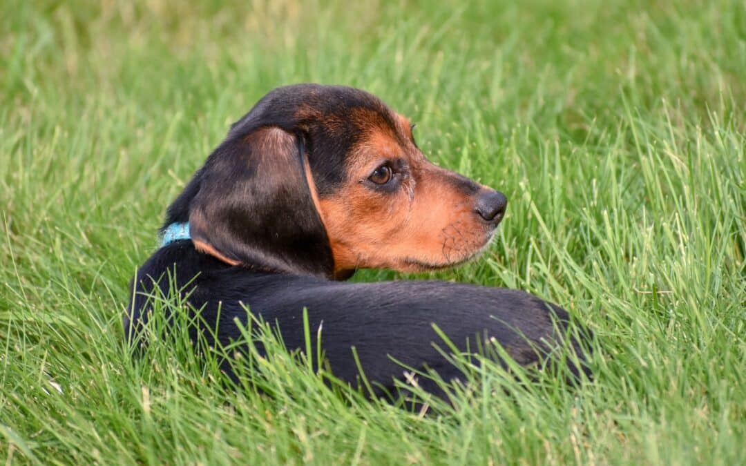 Wondering why dogs eat grass and whether or not it’s normal for them to vomit afterward? Our vets explain the reasons behind this behavior.