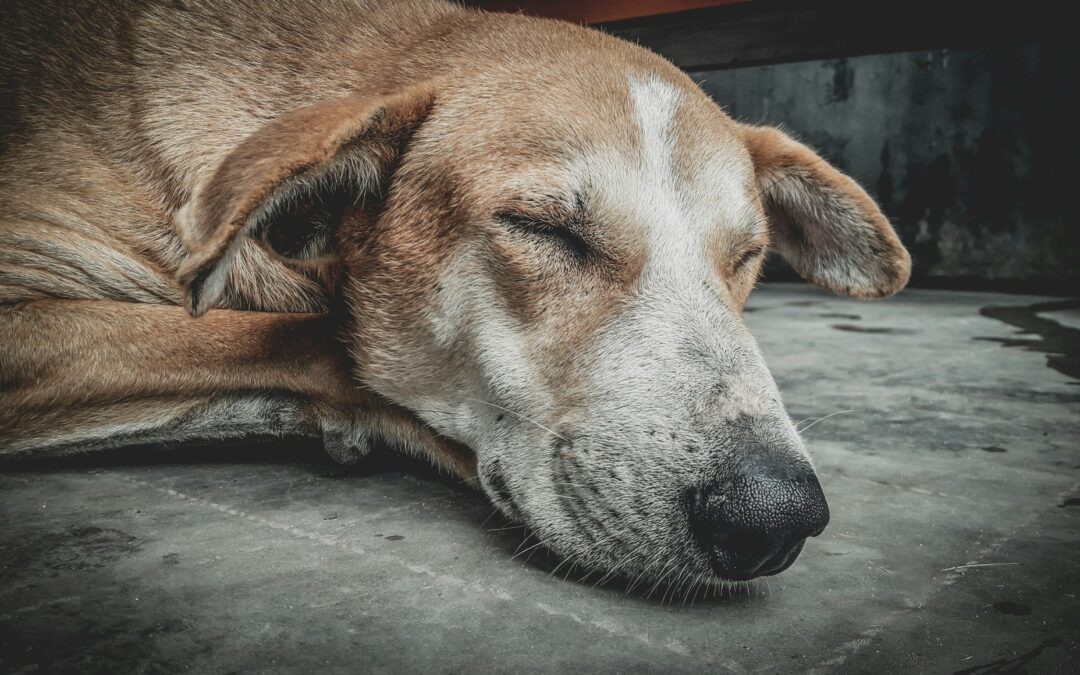 Sleep Changes in Senior Pets: What’s Normal and What’s Not
