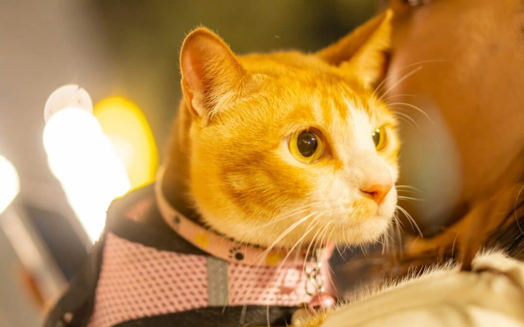 How to Rescue Your Pet If the Fire Alarm Goes Off