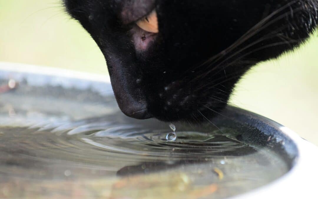 Is Your Cat Drinking Enough Water?