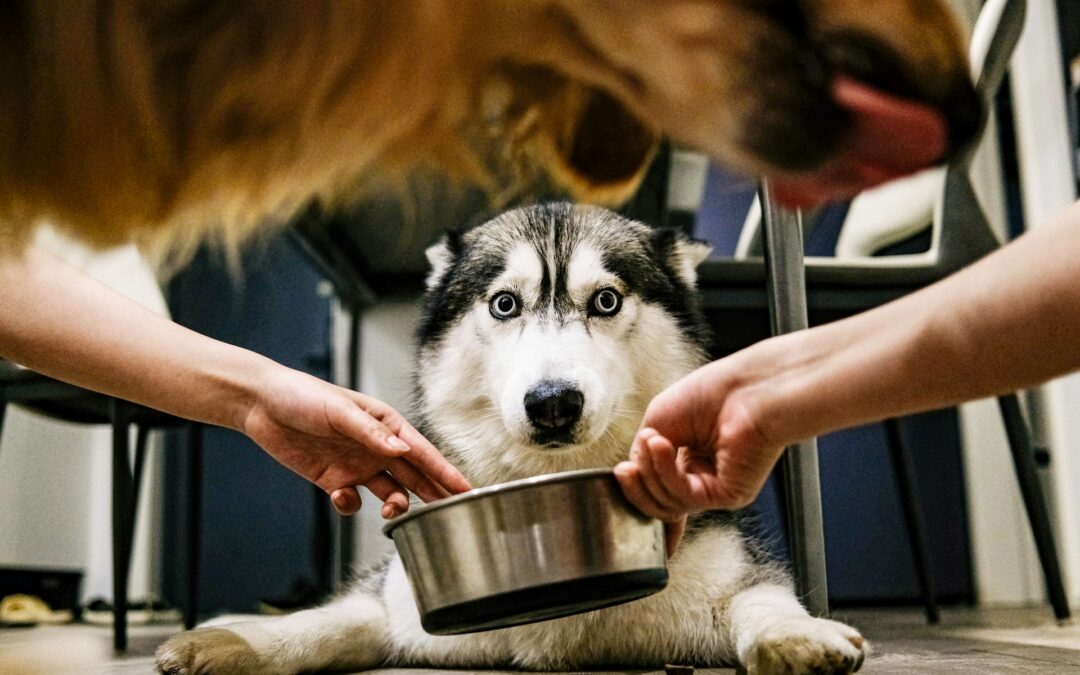 It is safe to add water to kibble, as long as you follow basic pet food safety measures. But it’s worth noting that a loss of appetite could mean tooth pain.